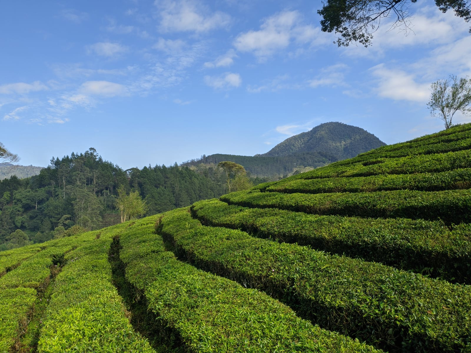Kancah Nangkub - Camping Kebun Teh